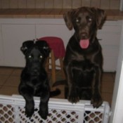Kisser And Hugger (Chocolate Lab And Black Lab Mix)