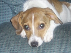 Light brown and white dog lying with her head between her paws.