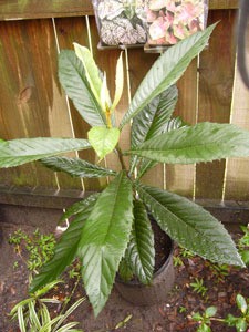 Loquat tree.