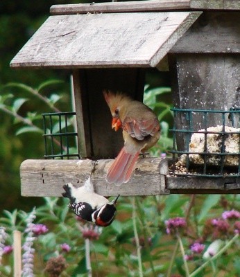 Cardinal and Woodpecker