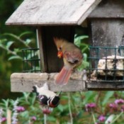 Cardinal and Woodpecker