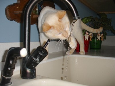 Cat drinking from sink
