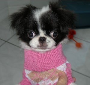 small dog in pink sweater