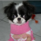 small dog in pink sweater