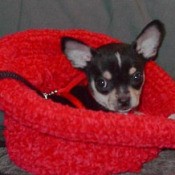 Black and tan dog in red knit hat.