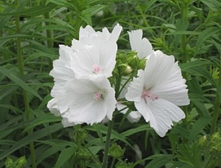 Multiple white flowers around central stem