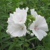 Multiple white flowers around central stem