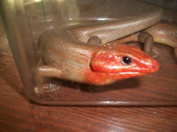 Closeup of skink.