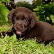 Naya (Chocolate Lab)