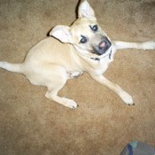 A dog who may be a German Shepard mixed breed.