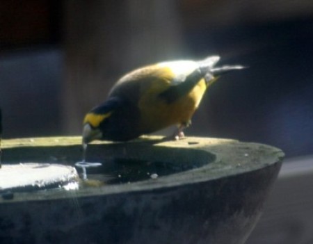 A grosbeak drinking at a bird bath.