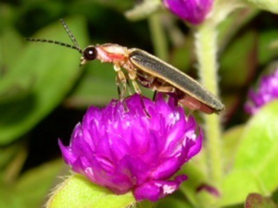 Bug on flowers.