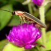 Bug on flowers.