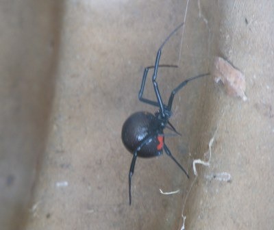 Black Widow Spider