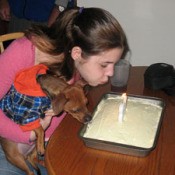 Bailey (Min-Pin/Chihuahua)