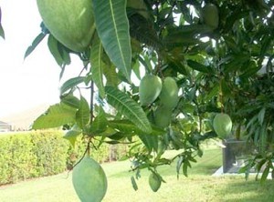 Mango Tree