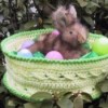 stuffed bunny in basket