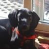 Black dog with long hound like ears.