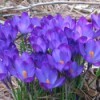 Gardening: Spring Crocus Blooms