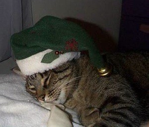 Cat with green Santa hat.