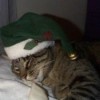 Cat with green Santa hat.