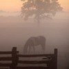 Filly on a foggy morning.