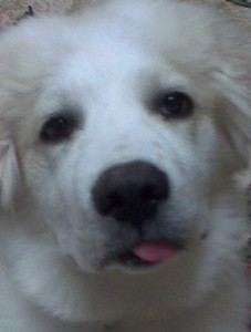 Sidney (Great Pyrenees)