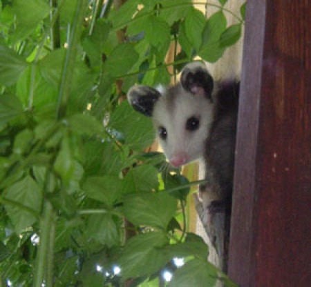 Cute baby possum.