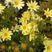 Yellow daisylike flowers.