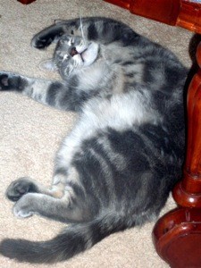 Grey tabby cat.