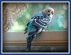 Violet on the window sill.