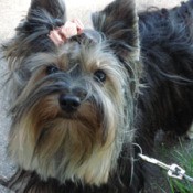 Yorkie with a pink bow.