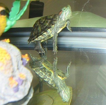 Tater (Red Eared Slider)