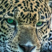 A close up of a jaguar.