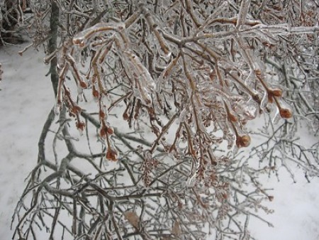 Tree covered with ice.