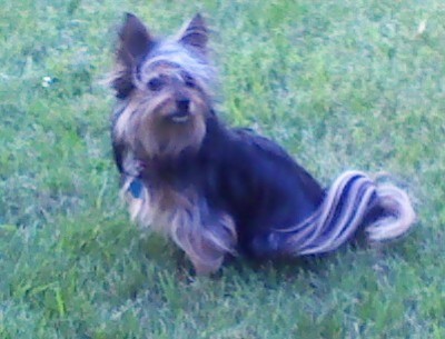 Lily on lawn.