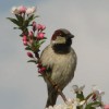 Bird on flowering branch.