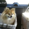 Cocoa, a Pomeranian, riding in a car.
