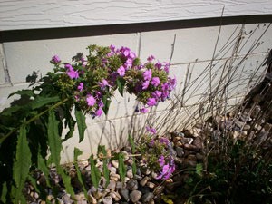 Tall leafy stem with pink flowers.