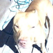 Deabla (Pit Bull)