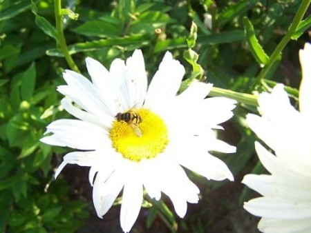 A white daisy with a bee on it.