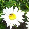 A white daisy with a bee on it.