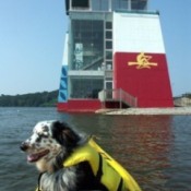 Lola (Australian Shepard)