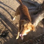 Reddish brown dog outside.