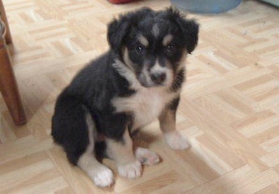 Annie (Australian Shepherd)