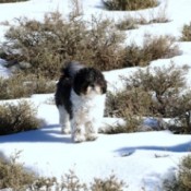 Sir Victor (Shih-Tzu) - Black and white Dog in the snow among shrubs.