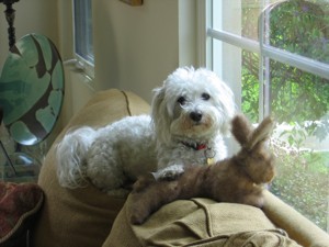 Dog on back of couch.