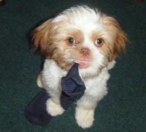 Fitz (Shih Tzu) - Blonde and white dog with black sock in his mouth.