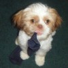 Fitz (Shih Tzu) - Blonde and white dog with black sock in his mouth.