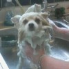 White Pomeranian getting a bath in the sink.